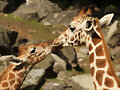 ANIMALICOS