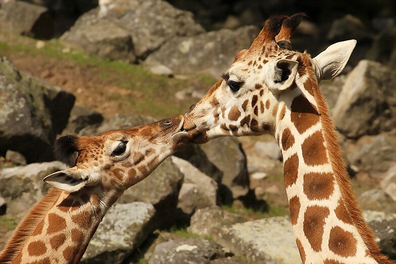 ANIMALICOS