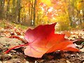 OTO&Ntilde;O