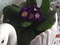 VIOLETAS DEL DIA 24