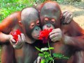 ANIMALICOS