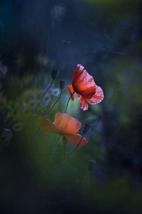 FLORES