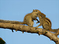 ANIMALICOS