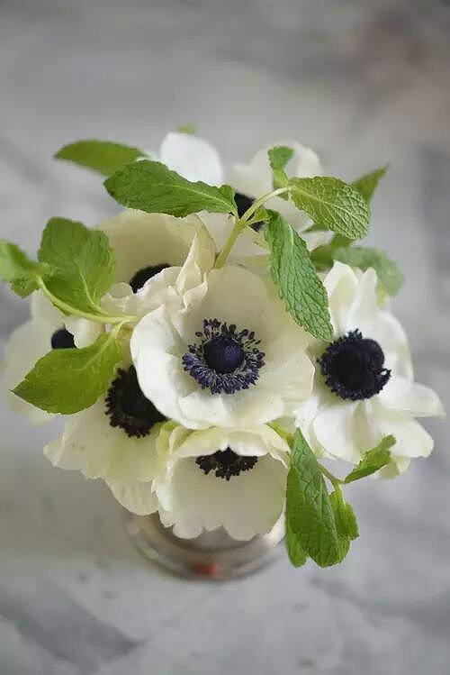 FLORES