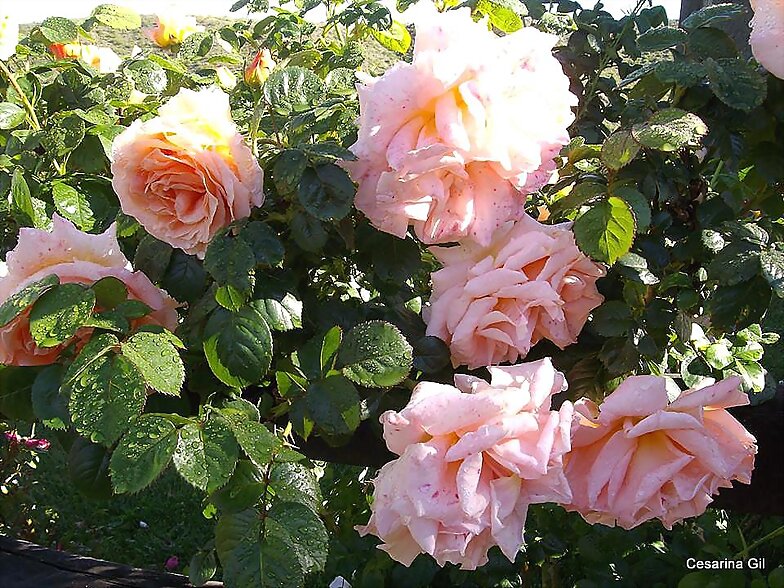 FLORES