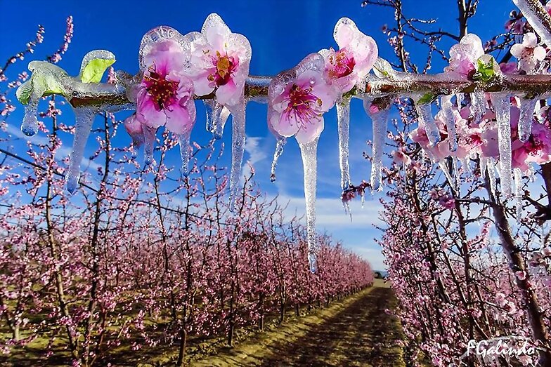FLORES