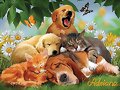 ANIMALICOS