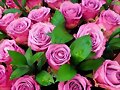 FLORES