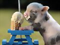ANIMALICOS