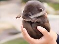 ANIMALICOS BEBES