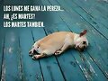 FELIZ MARTES