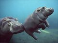 ANIMALICOS