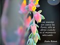 FLORES
