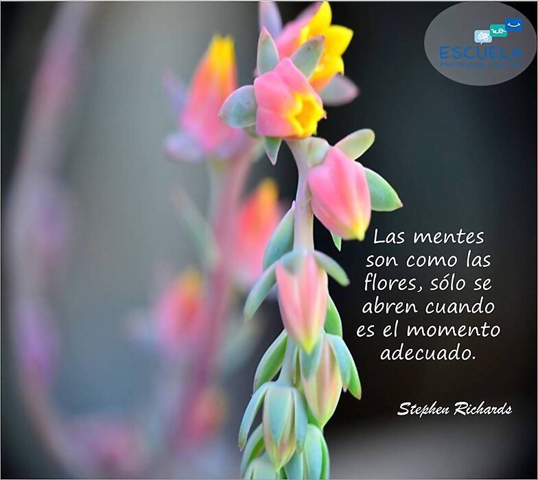 FLORES