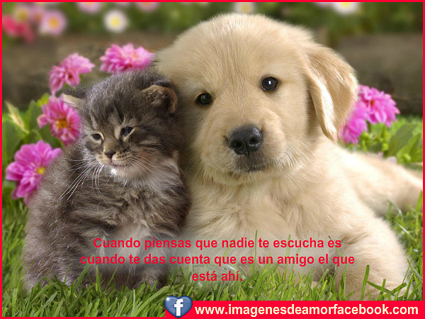 AMISTAD