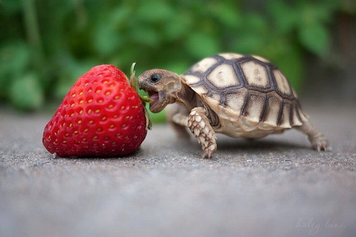 ANIMALICOS BEBES