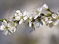 LLEGO LA PRIMAVERA