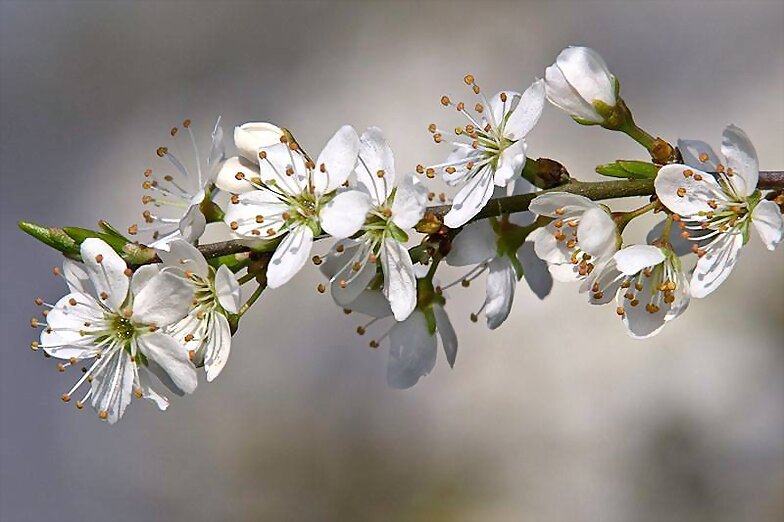 LLEGO LA PRIMAVERA