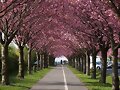 LLEGO LA PRIMAVERA