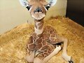 ANIMALICOS BEBES