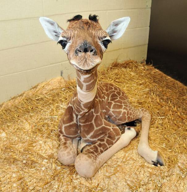 ANIMALICOS BEBES