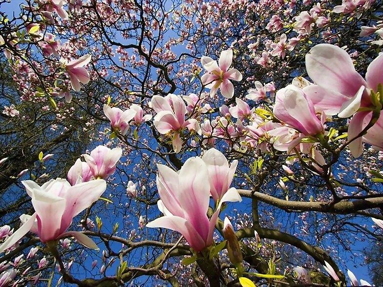 LLEGO LA PRIMAVERA