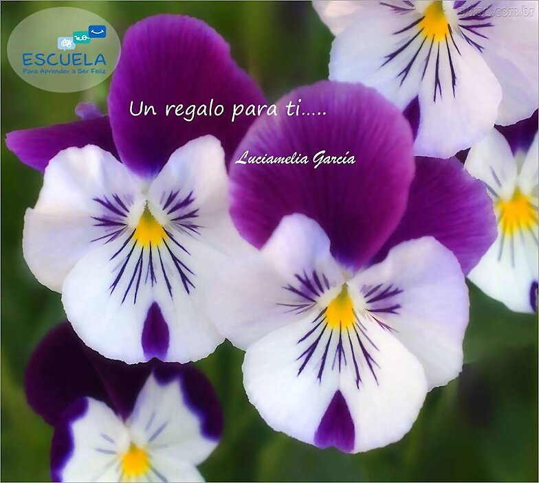 FLORES