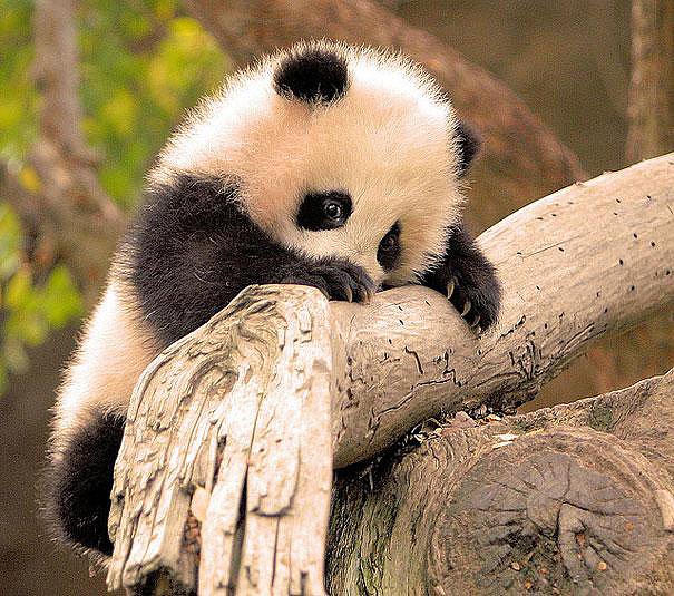 ANIMALICOS BEBES