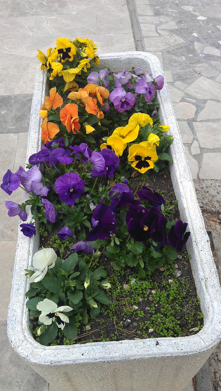 FLORES