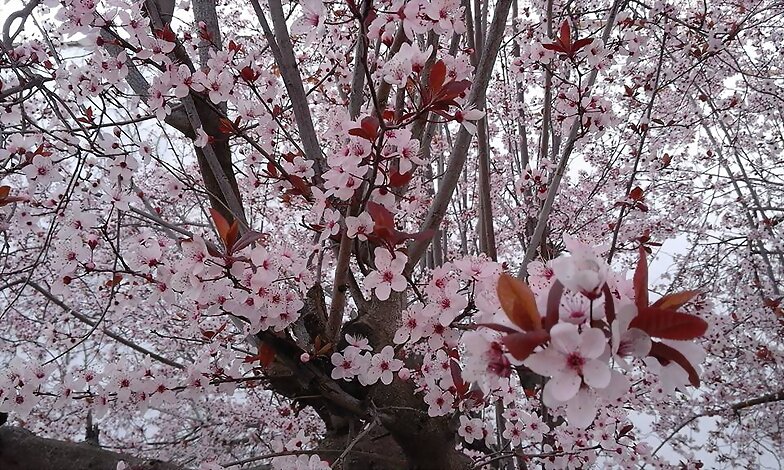 LLEGO LA PRIMAVERA