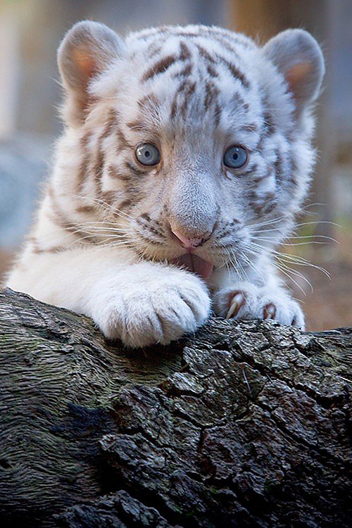 ANIMALICOS BEBES