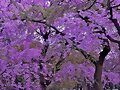 LLEGO LA PRIMAVERA
