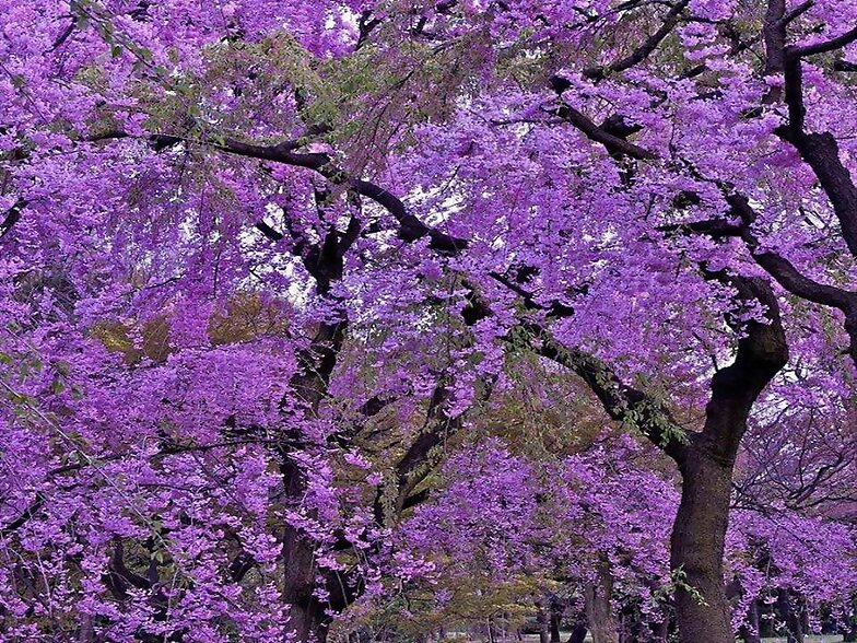 LLEGO LA PRIMAVERA