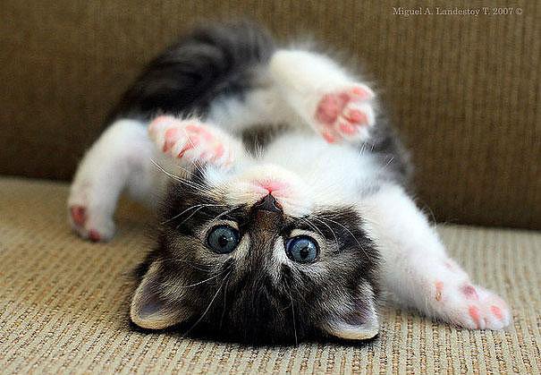 ANIMALICOS BEBES