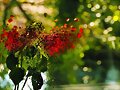 FLORES