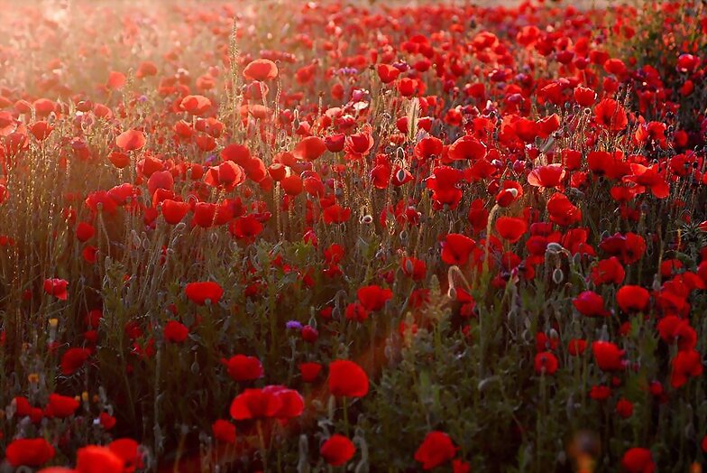 FLORES