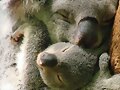ANIMALICOS