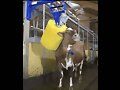 ANIMALICOS