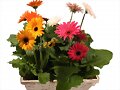 FLORES