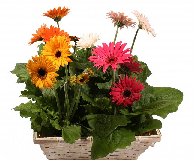 FLORES