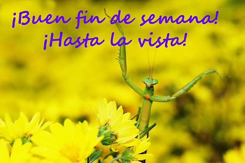 FELIZ FINDE