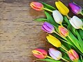 FLORES
