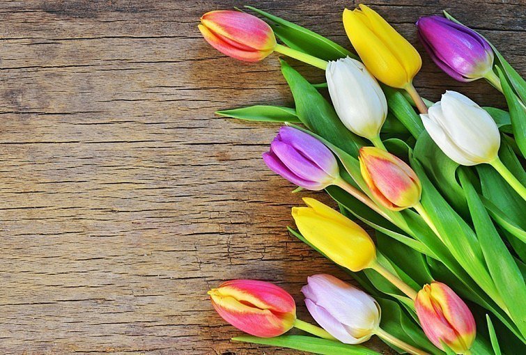 FLORES