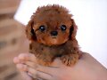 ANIMALICOS BEBES