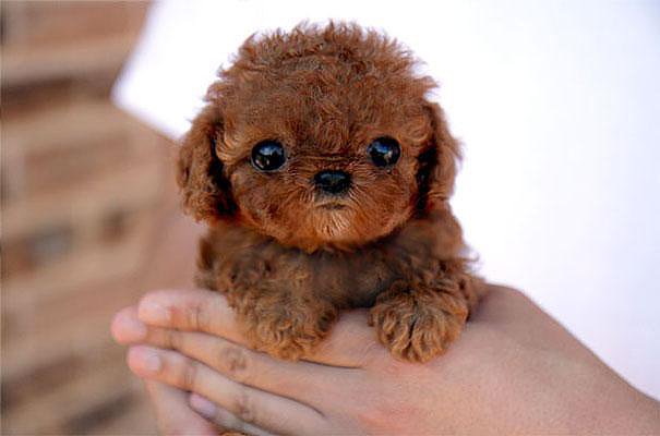 ANIMALICOS BEBES