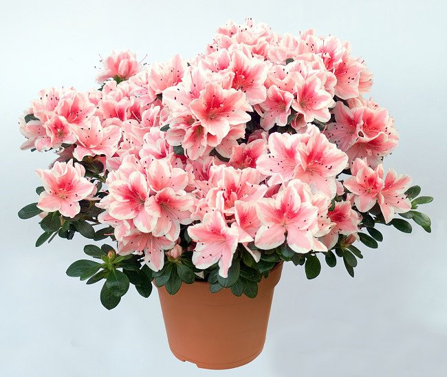 FLORES