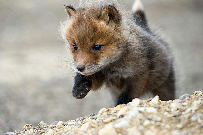 ANIMALICOS BEBES
