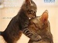 BESOS Y ABRAZOS