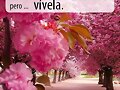 FELIZ DOMINGO