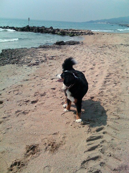 mia en Terreros